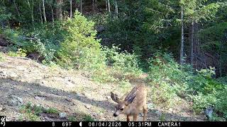 Mule deer doe and fawn (light ears sniffing camera)