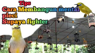 Cara membangun mental pleci supaya fighter