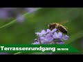 🌷 Terrassenrundgang Juni 🌻 - Obst und Gemüse, Ernte und Infos - Großstadtgärtnern