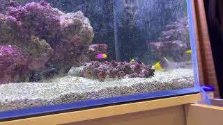 👀 a Thriving bi-colour Angelfish