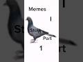 Memes I stole part 1 #mems #funny #fyp #newvideo #pigeononcrack