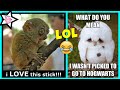 Funny Animals Memes That Will Make You Smile