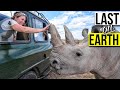 Visiting the last two northern white rhinos on earth africa part 2