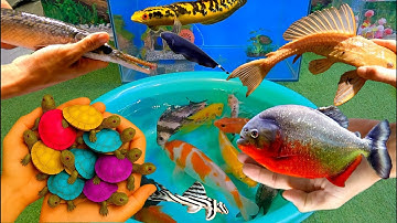 Video bắt cá cảnh dễ thương, cá vàng, cá koi, cá trê, cá bình tích, cá ping pong