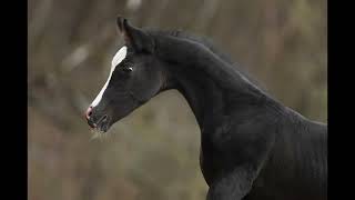 More Akhal Teke Horses