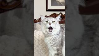 I WAS NOT EXPECTING THAT 😭😂 #mainecoon #funnyanimals #cat