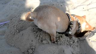 Чихуахуа роет яму в песке на пляже! :)