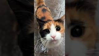 Funny Pets | 2024😂 Funny Dogs And Funny Cats Videos 🐱 🐕 😄 #165