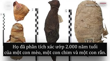 Khám phá xác ướp động vật Ai Cập bằng công nghệ quét 3D