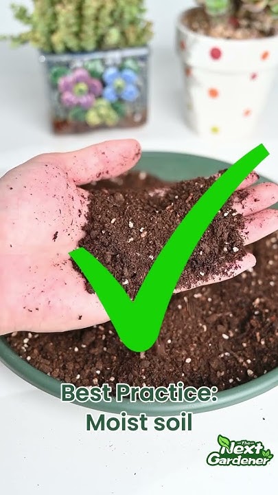should-i-give-succulents-water-after-repotting-youtube