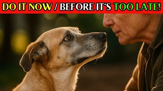 7 Things Your Dog Hopes For Throughout Their Life (and Truly NEEDS in Their Old Age)