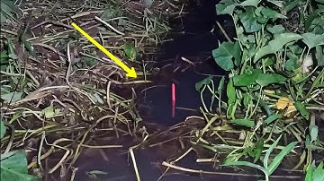 Câu ổ cá Chép, cá Tra, cá Trê, cá Rô Phi - Cá to nhưng kết quả bất ngờ | Câu cá ổ T247