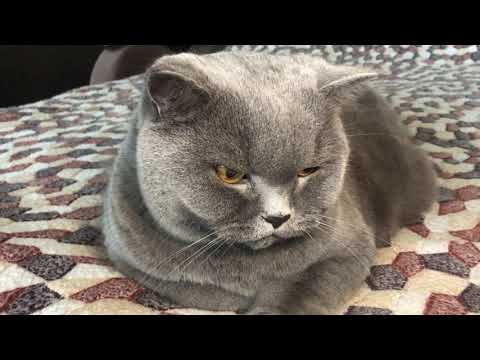 Видео: Отзыв на британского кота 😽 Стоит ли его заводить? Характер тот ещё.