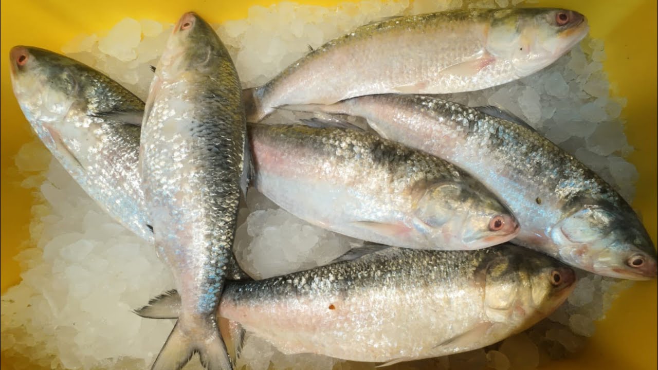 শ্রীরামপুর মাছের আড়তে প্রচুর ইলিশ দেখা গেল | Shrirampur Fish Market | Diamond Harbour Ilish 