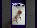 トリミングを失敗した犬選手権Part 2!可愛い写真で栄養補給!