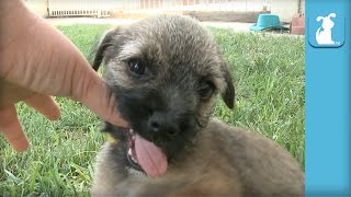 The ABSOLUTE CUTEST Border Terrier Puppy Wiggles And Nibbles!  Puppy Love