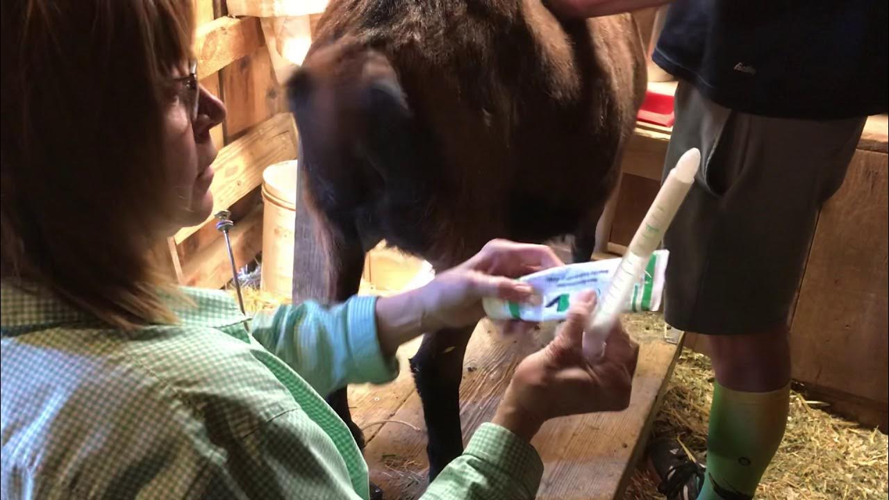 Artificially Inseminate a Dairy Goat 6 YouTube