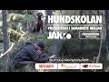 Hundskolan: Skotträna hunden - del 2