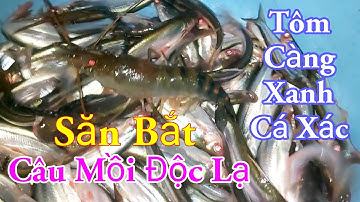 Săn Bắt Câu Tôm càng Xanh Cá Xác Mồi Độc Lạ Nhất Miền Tây Sông Nước Thấy Mê /Kiềm Rapper