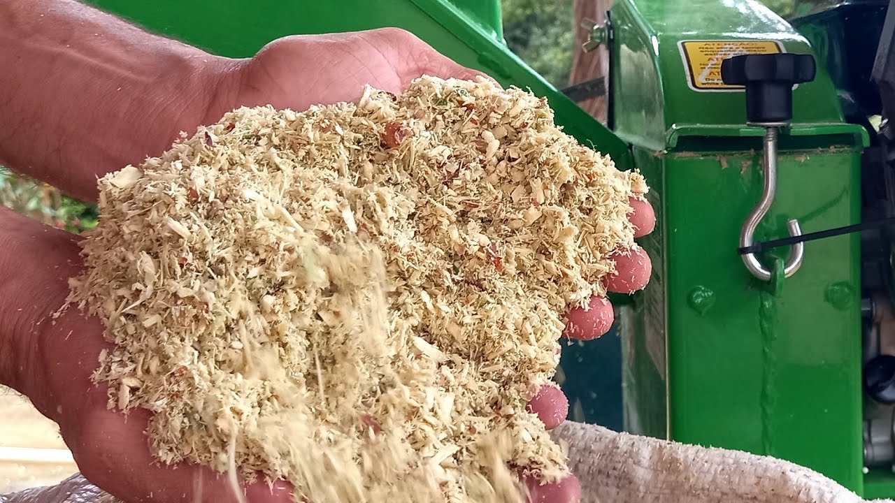 RAÇÃO PERFEITA DE MANIVA😃😁