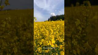 Video #postcard from beautiful canton BaselLand| #Switzerland🇨🇭#ericamanole #swissmonamour #canola