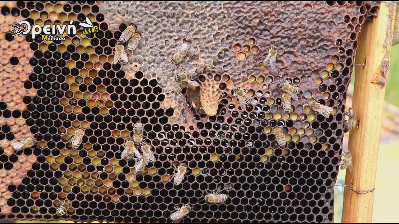 Παραφυάδες απο σμηνουργία, Τούρμπο τα μελίσσια 7 Απριλίου!!!!