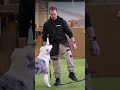 K9 academy  while you work