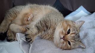 I have an update regarding Charo s kittens