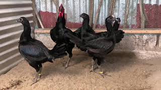 មាន់​ល្អ​ ពូជលេងលុយធំ ធានាផ្លែ​ មាន់ខ្មៅ, Breeding Peru Black Knight Rooster