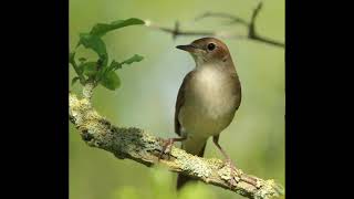 NIGHTINGALE SONG 3 hours REALTIME 2022 Beautiful Nightingale Singing ,Birdsong,Nature sounds.