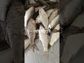 সরপুঁটি #fish #fishing #fishcutting #whowillbemylifepartnerta #lifeisbutadream #fishcutting