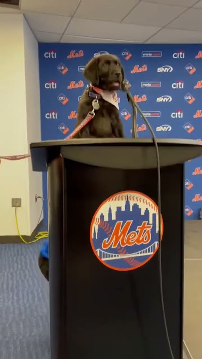 Puppy Bringing Smiles to New York Mets During Service Dog Training