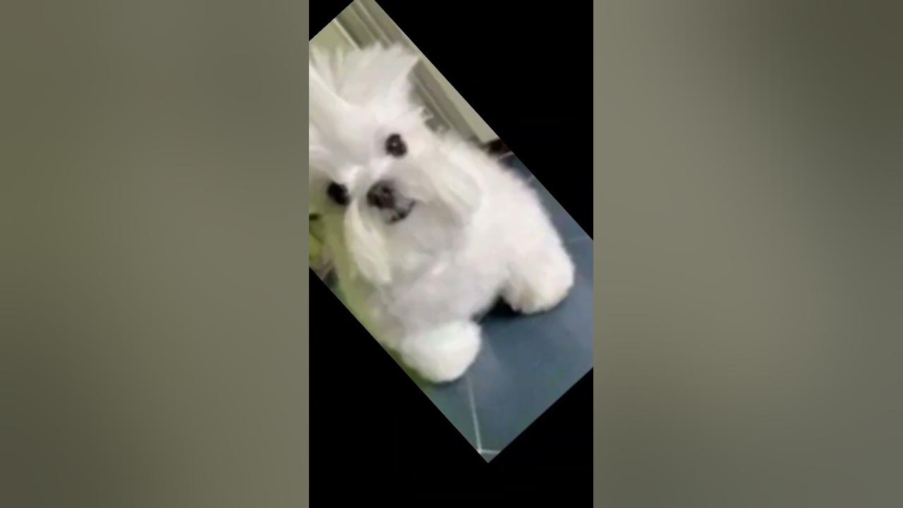 mama JA PUPSIK - YouTube