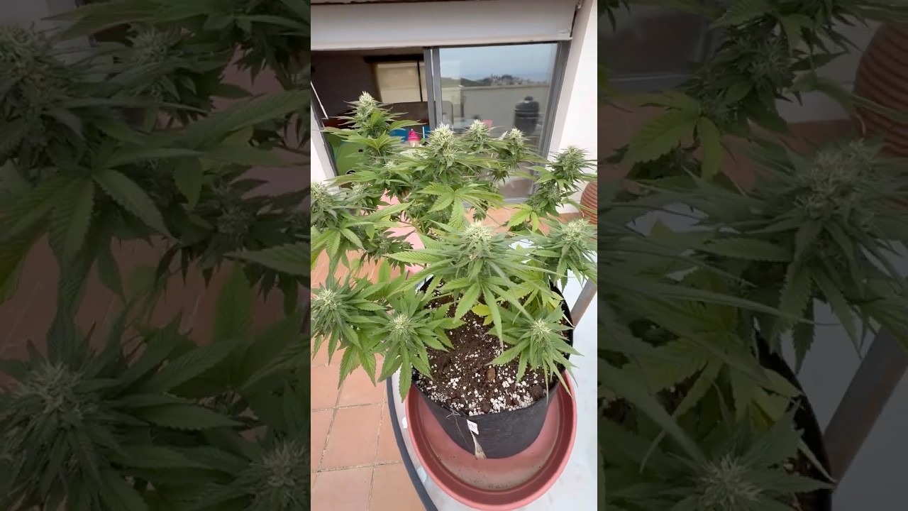 Mimosa EVO Barneys Farm – начало созревания 🌿