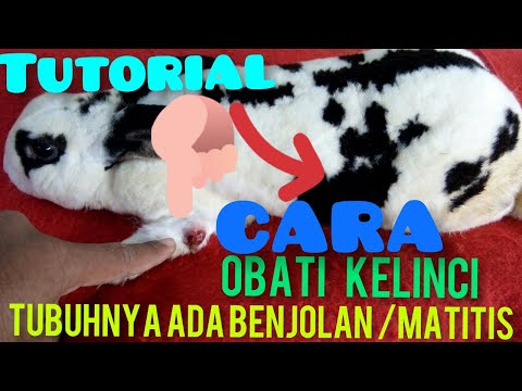 Video: Benjolan Di Bawah Kulit Kelinci