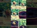 From Seed to Tree 🌱 Grow Your Own Avocado at Home (Simple Step-by-Step Guide)