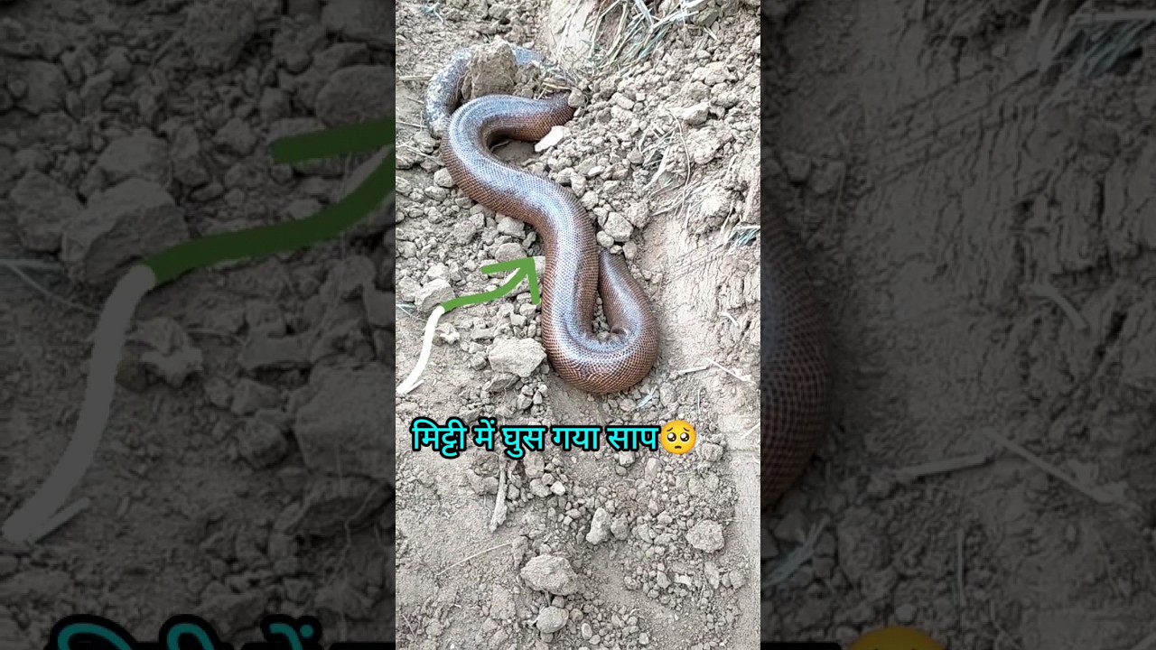 कोबरा सांप मिट्टी में घुस गया 😮 #snake #tortoise #animallover #religion #loveanimals #video #animal