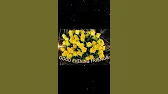 Greetings & Wishes International