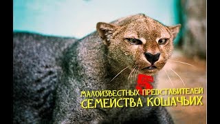 5 МАЛОИЗВЕСТНЫХ ПРЕДСТАВИТЕЛЕЙ СЕМЕЙСТВА КОШАЧЬИХ