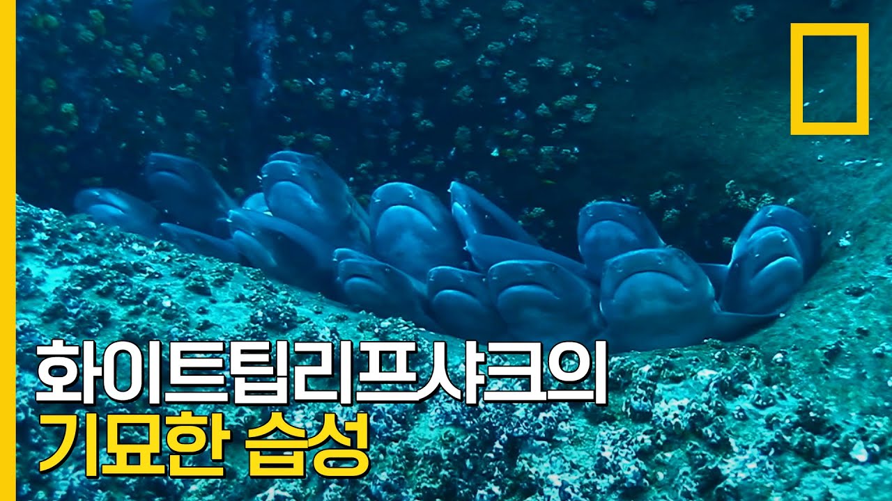 ⁣서로 몸을 쌓고 밤을 기다리는 화이트팁리프샤크 군단 | 왓 더 샤크?