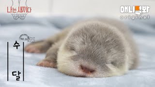 I’m a 31DayOld Baby Otter [SBS Animal I’M THE BABY 35th Edition]