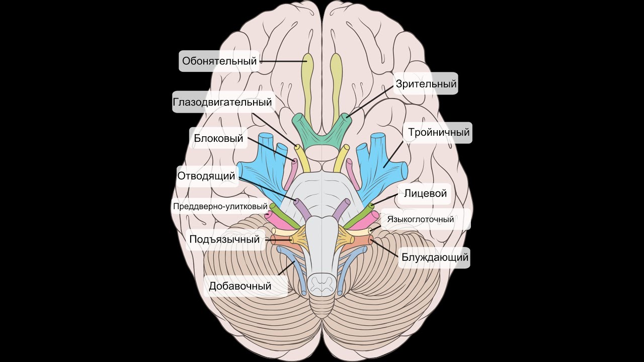 Сплетение черепных нервов. 12 Пар черепно мозговых нерв. Выход 12 пар черепно-мозговых нервов анатомия. Головной мозг 12 пар черепно мозговых нервов. 12 Пар черепных нервов схема.