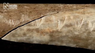 Estudio De Huesos Humanos Sugiere Que En La Edad De Piedra Se Practicaba El Canibalismo.