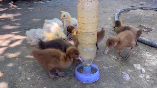 Baby Ducks food
