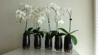Hi everyone, i have just re-potted my orchids and decided to try out
hydroton clay, as i've been hearing a lot of good things about it.
know its not a...
