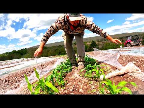 Thumbnail for Sweet Corn Season Will Start Earlier Than Ever