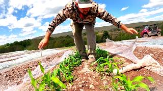 Sweet Corn Season Will Start Earlier Than Ever