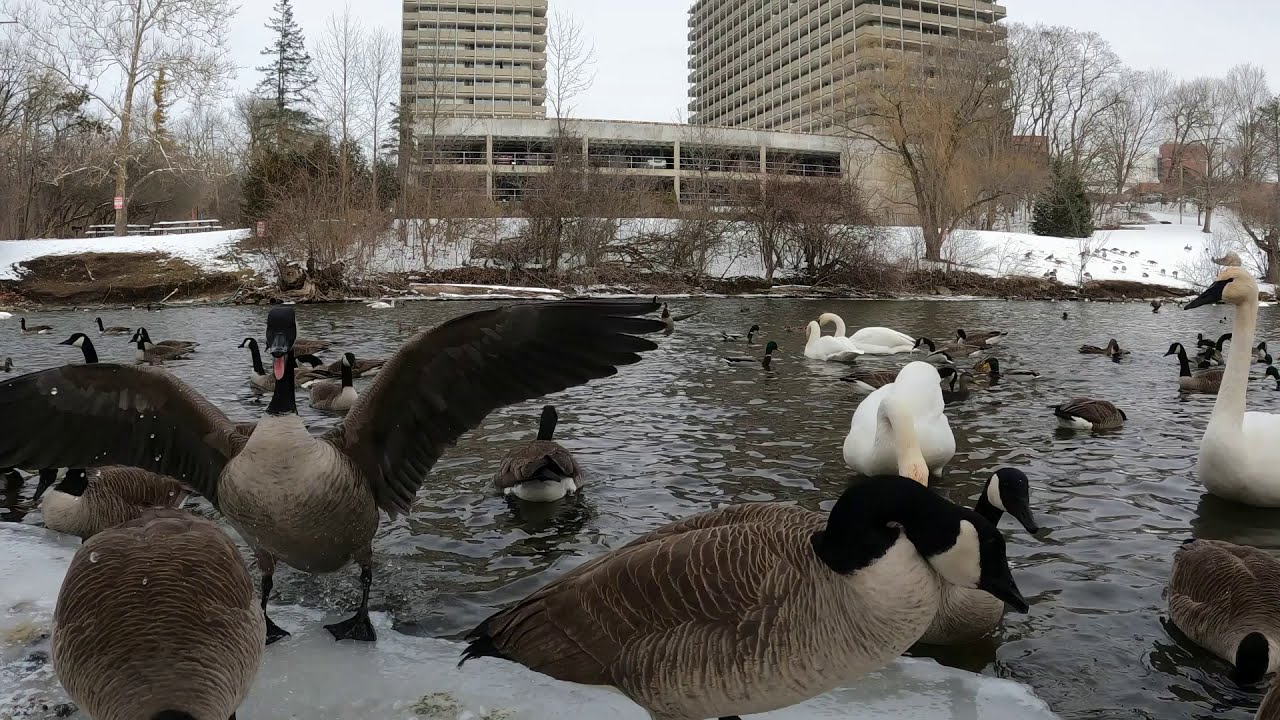 Winter Waterfowl Action - Trumpeter Swan Holding Its Breath for a Longtime - Huron River - Ann Arbor