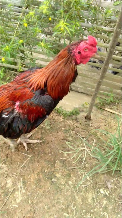 story wa:ayam bangkok mangon
