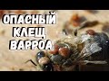 Опасный клещ Варроа